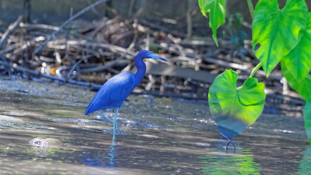 25 - Tortuguero NP (13).jpg